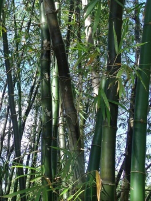 The Future of Renewable Energy: Bamboo?