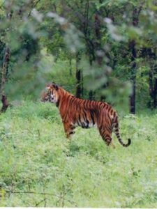 Wildlife sanctuaries in india