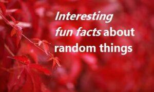 Interesting fun facts about random things